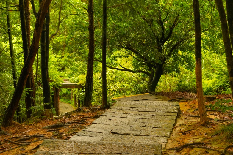 a path in the woods next to trees