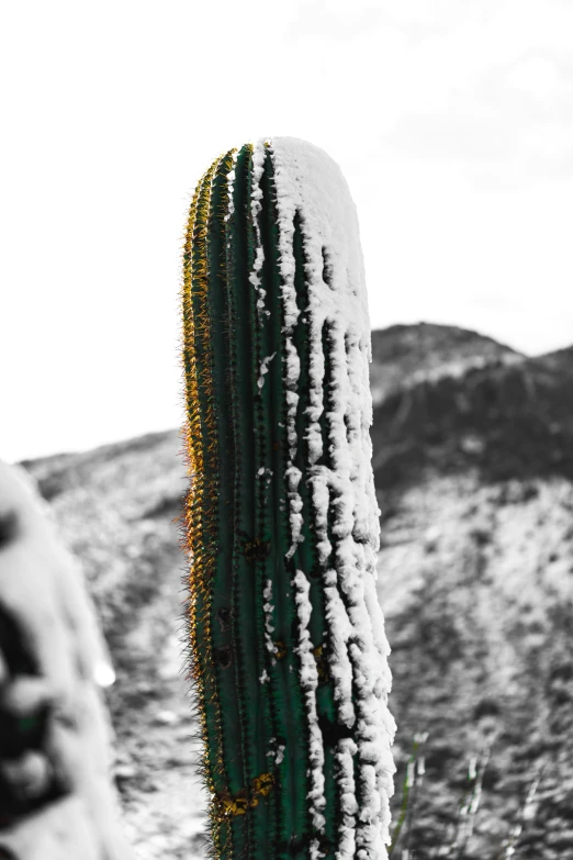 a small cactus in the middle of a barren field