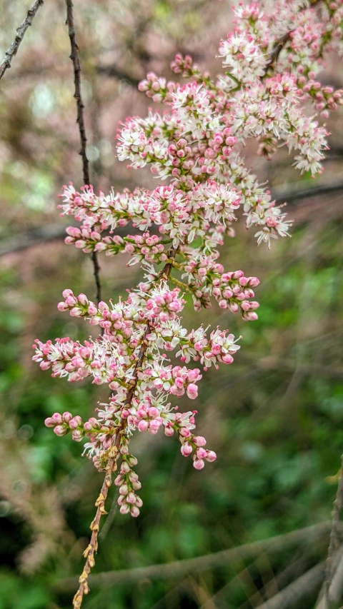 a nch that is very tiny with pink and white flowers