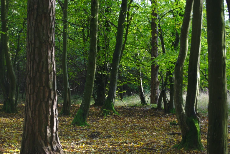 a forest filled with lots of tall trees