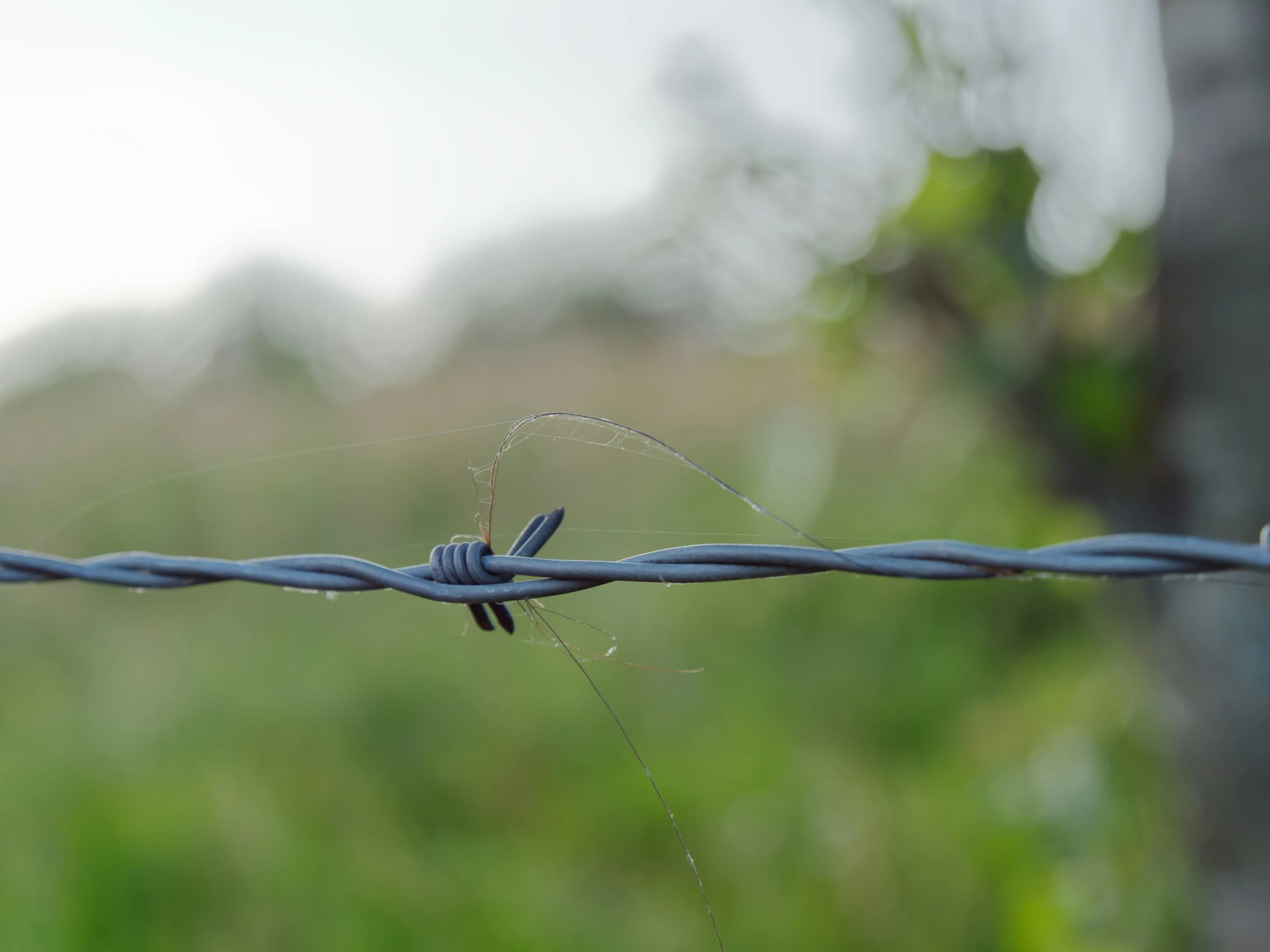 a wire fence and some grass in the background