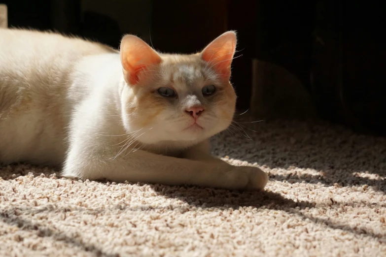 a white cat sitting on a tan carpet