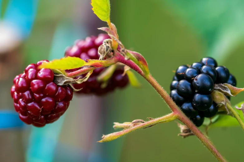 a few blackberries still on the tree after harvesting