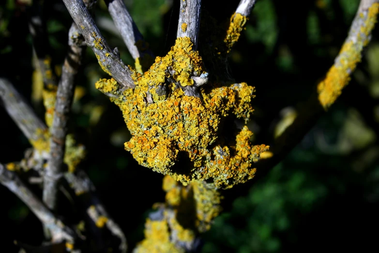 some yellow colored moss on nches of a tree