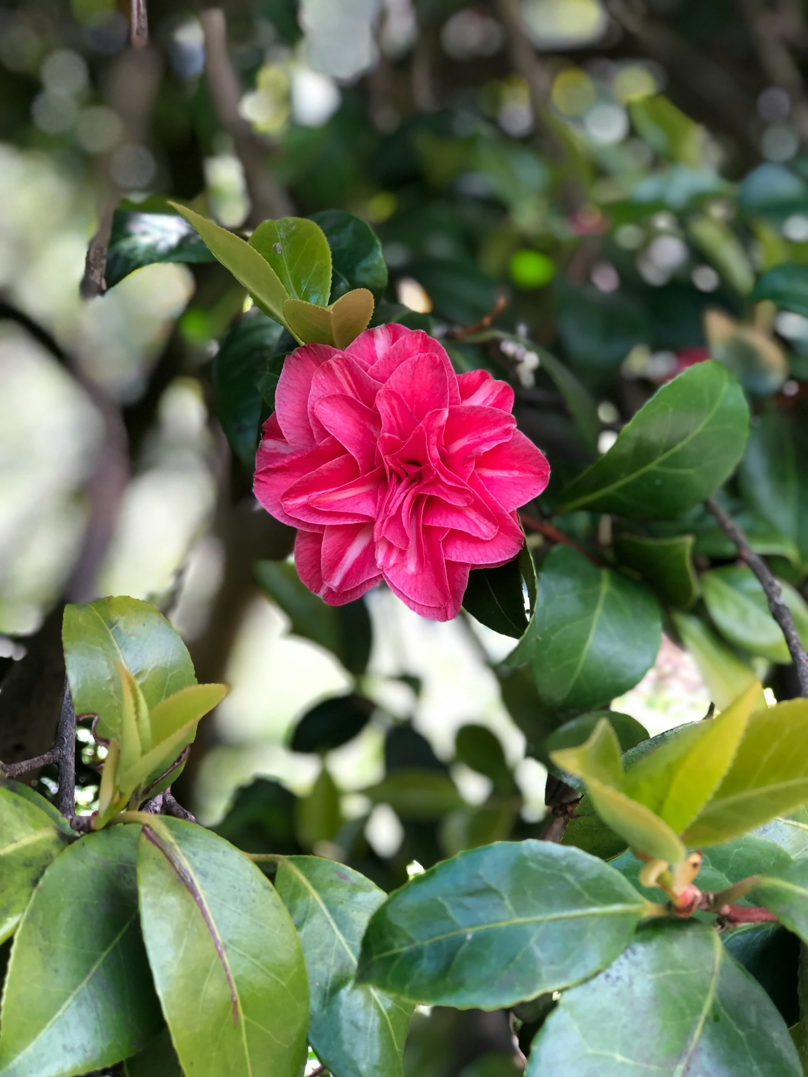 a pink flower is hanging on a tree nch