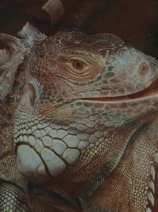 a large lizard that has red tongue sitting on top of it's back