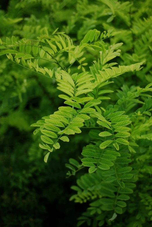 close up of some leaves from a tree