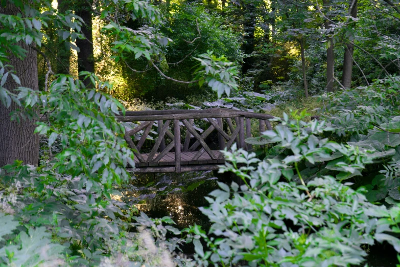a bridge in the woods that is very small