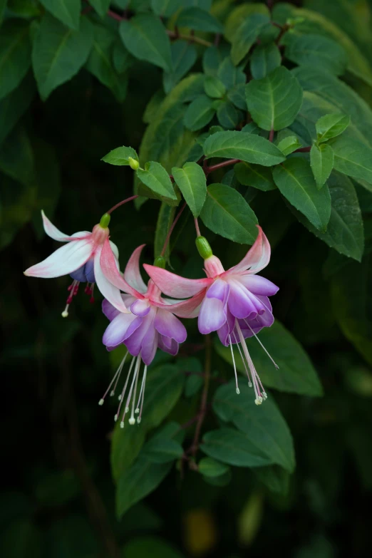 the pink and white flower is very thin