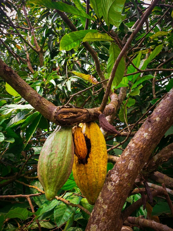 a bunch of fruit hanging from the nches of trees