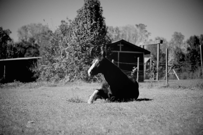 black and white po of horse on grass in field