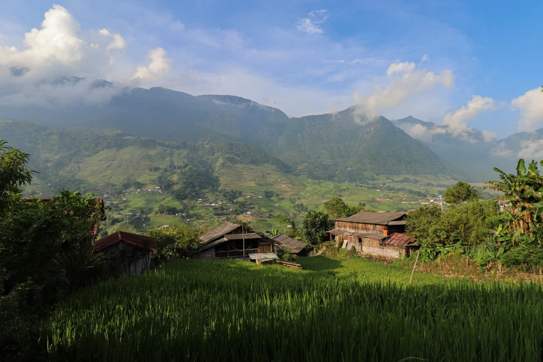 a grass field with trees in front of a mountain