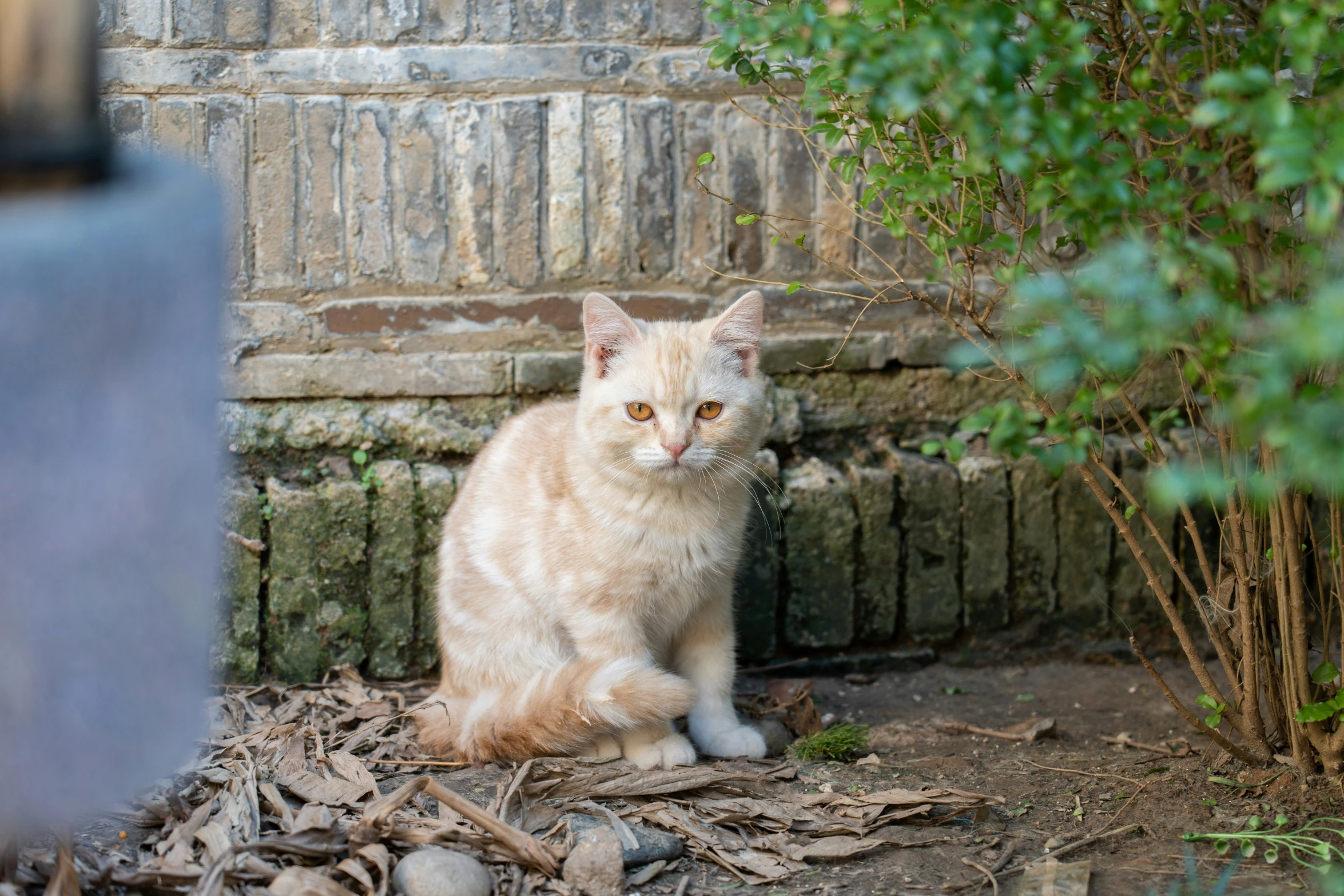 the cat sits outside near a bush with green leaves