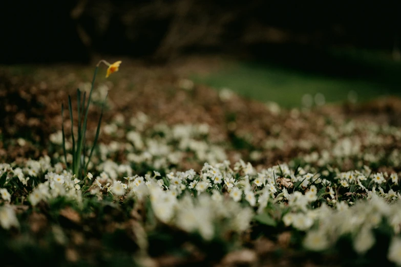 small yellow flower standing in the midst of the grass