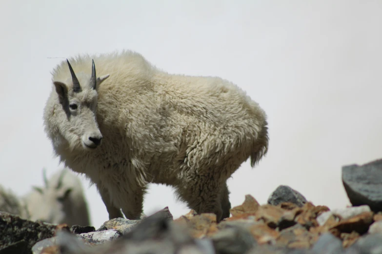 a mountain goat looks down while standing on rocks