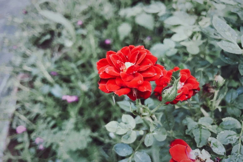 flowers are growing with green leaves around them