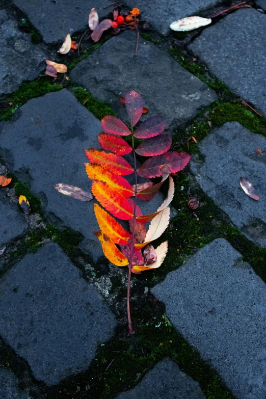 an unusual looking plant with colorful leaves on it