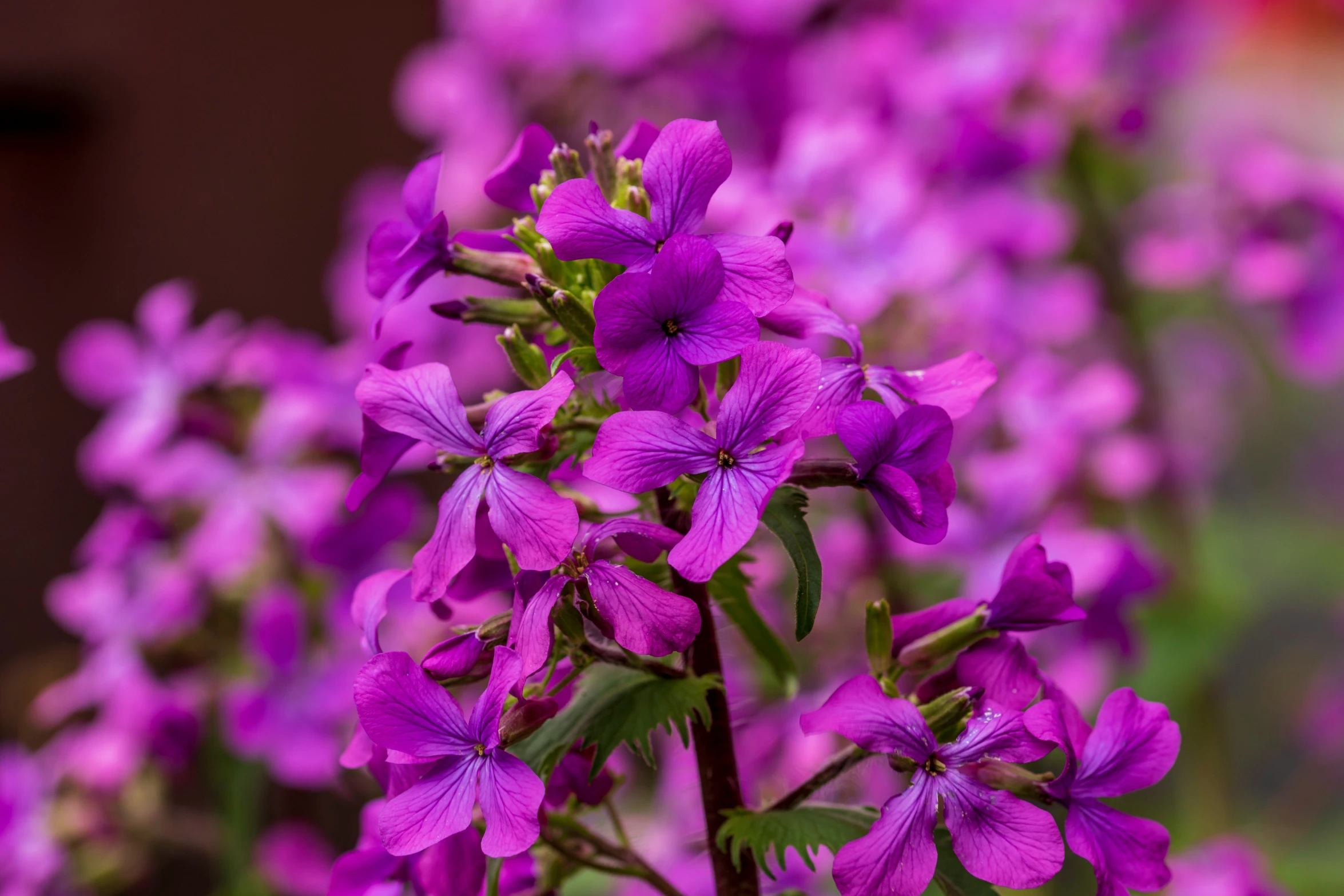 several purple flowers are growing on the side of a building