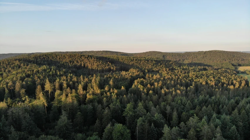 a forested area with lots of trees in the distance