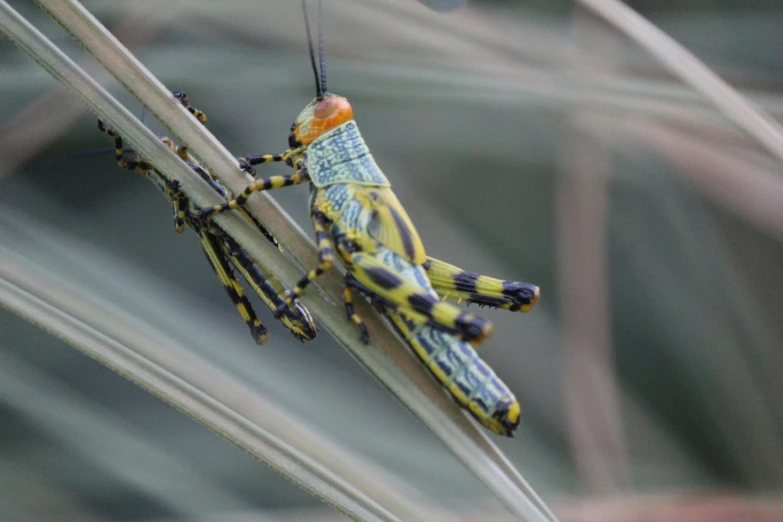 a close up of an insect on a piece of wood