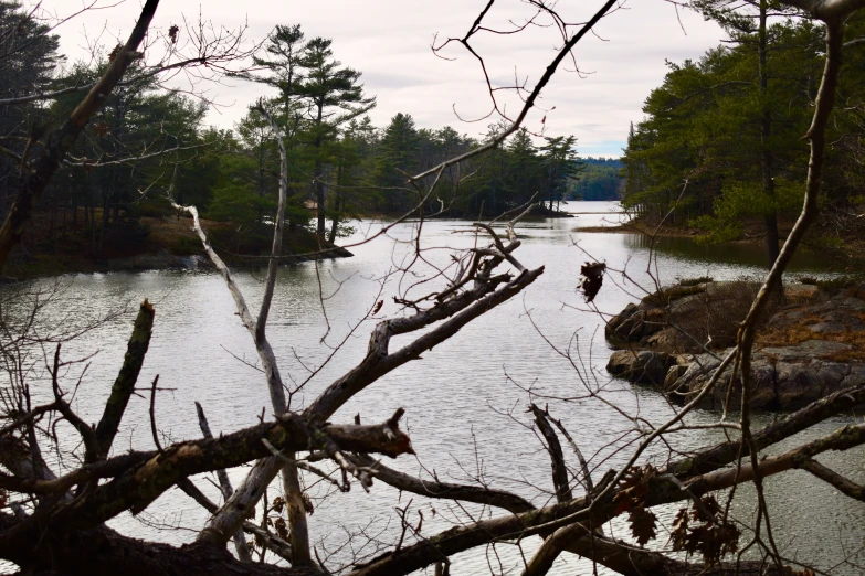 several dead trees in the middle of a river