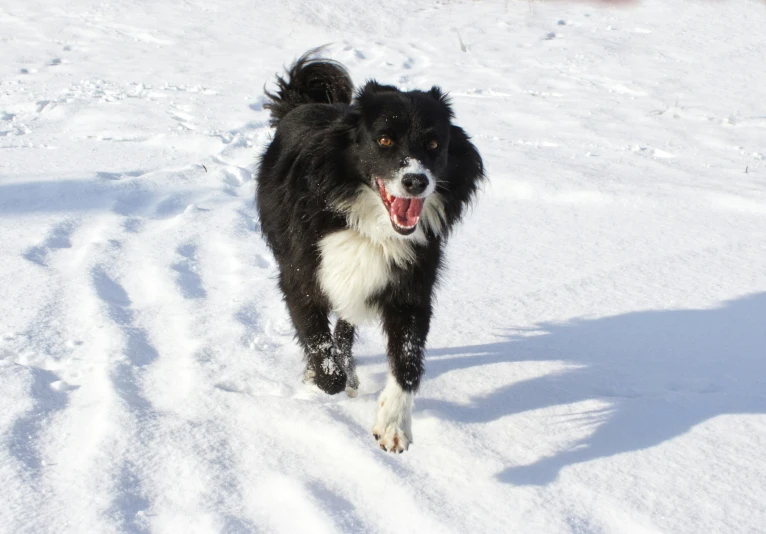 a dog standing in the snow looking at soing