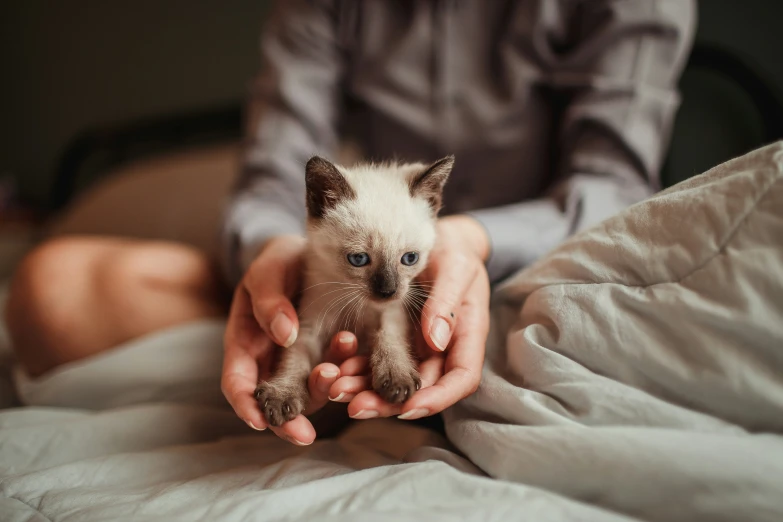 a small kitten in someone's hands on a bed