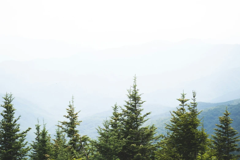 evergreen trees with a foggy mountain background