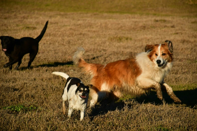 two dogs playing in an open field, one brown and white