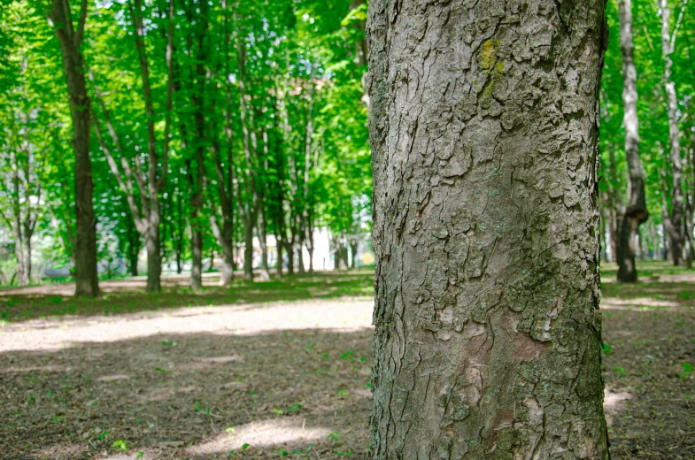 the brown bark of a tree is next to a green grass and trees