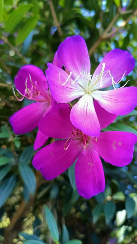 purple flowers with white center and stamen in the middle