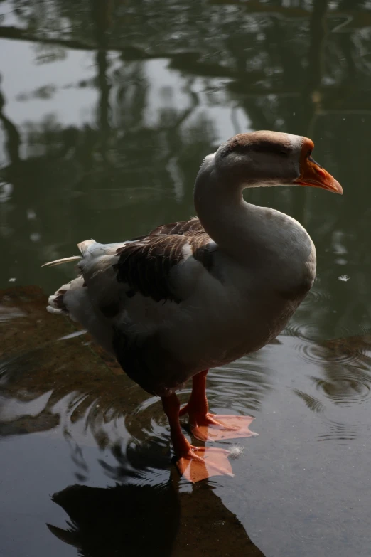 a duck stands in shallow water with its mouth open