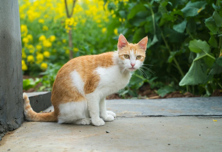 an orange and white cat is standing in front of bushes