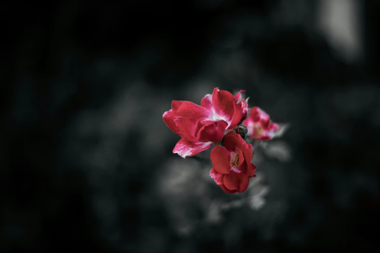 two flowers that are in some kind of plant