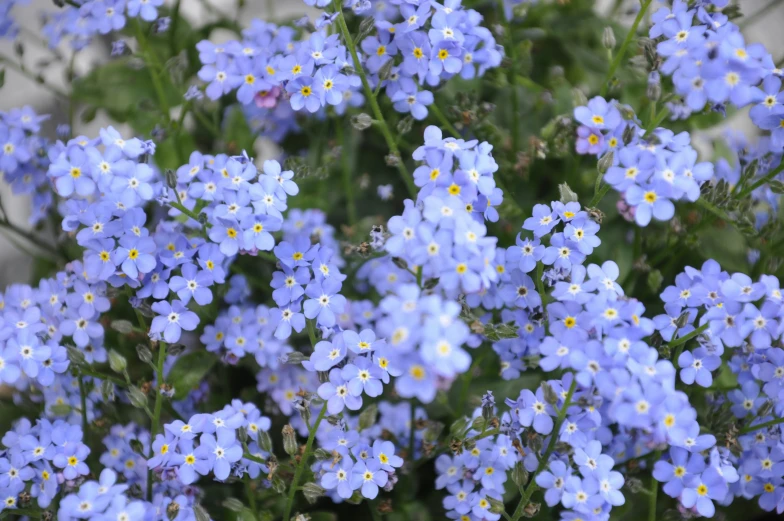 many small purple flowers near one another