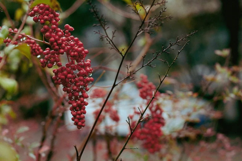 red berry plant with multiple fruits in flower