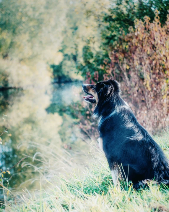 a dog is sitting in tall grass outside