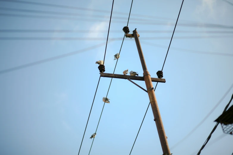 small white birds are perched on wires near telephone poles