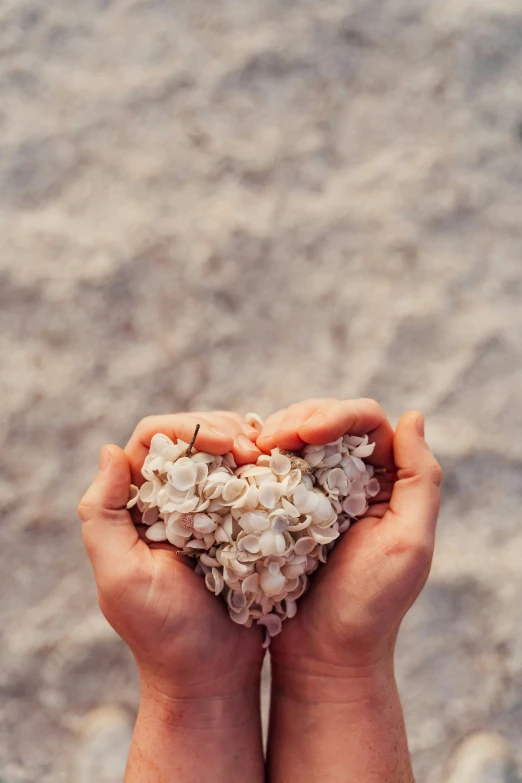 a person's hands holding a cluster of tiny flowers