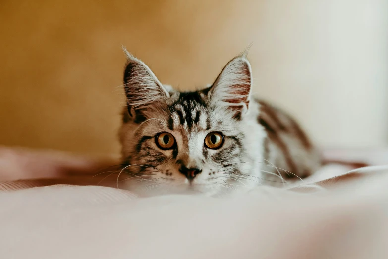 an image of a cat that is laying down on the bed