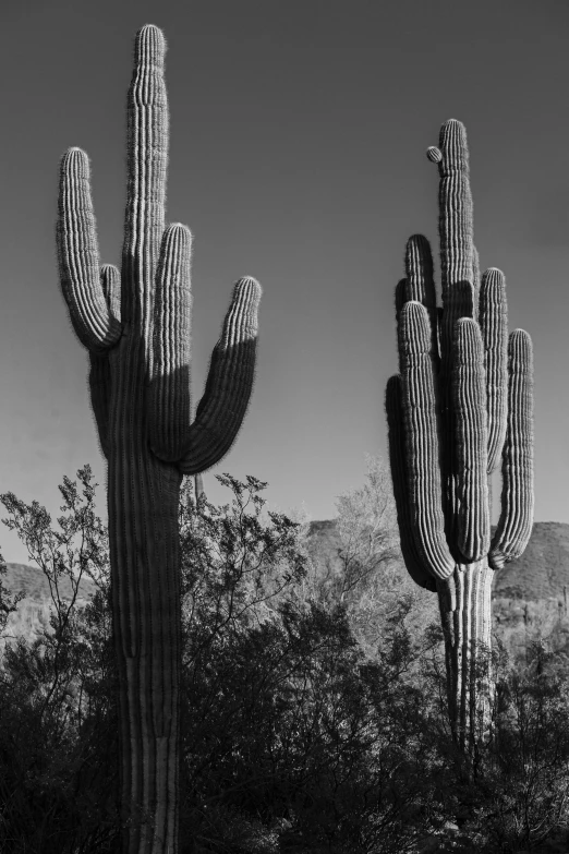 two large cactus plants near one another