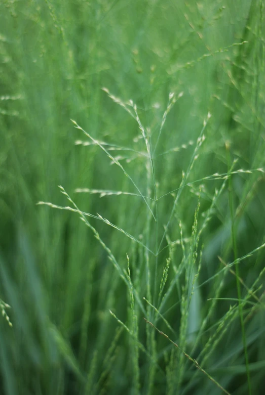 a grassy field filled with lots of green grass