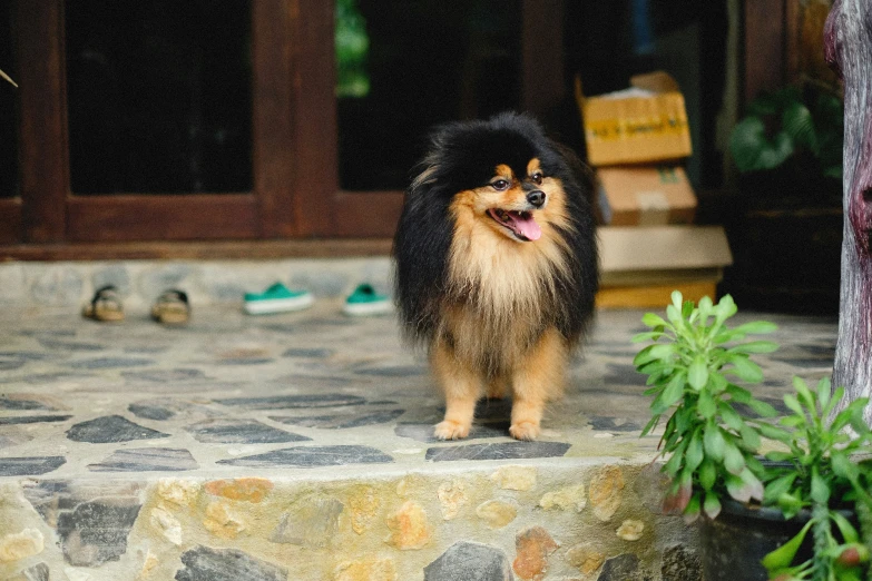 a black and brown dog standing on steps next to a plant