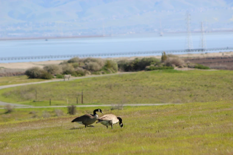 a pair of geese grazing on the side of a road