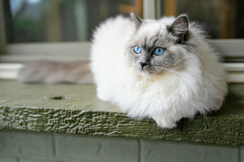 a fluffy white cat with blue eyes sitting on the ledge of a window