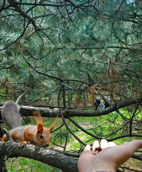 the squirrel is on a nch eating food from a person's hand