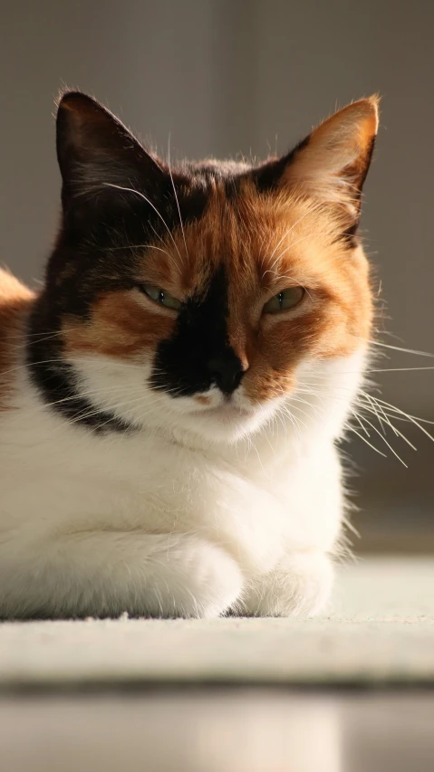 the orange and white cat is sitting in the sun