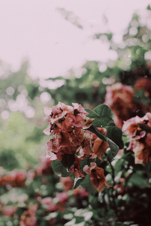 blooming pink flowers with green leaves in a garden