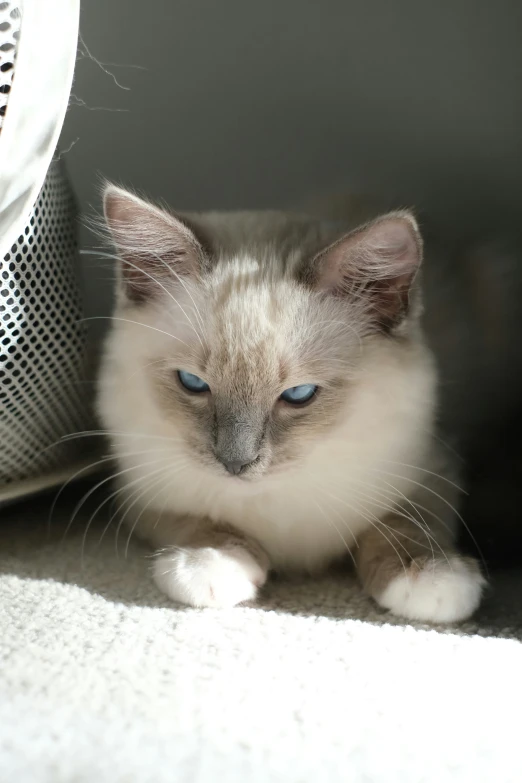 a fluffy white cat laying in front of a gray couch