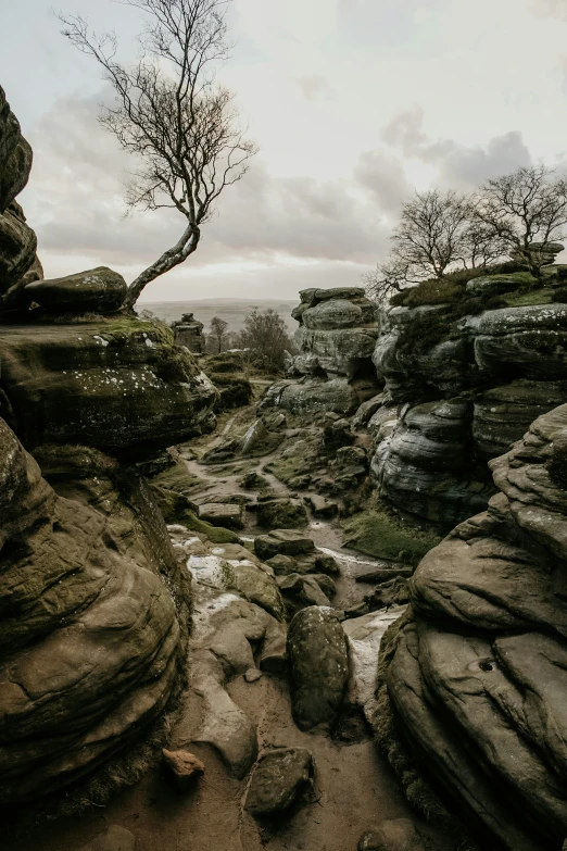 a tree sits among some rocks, in the distance